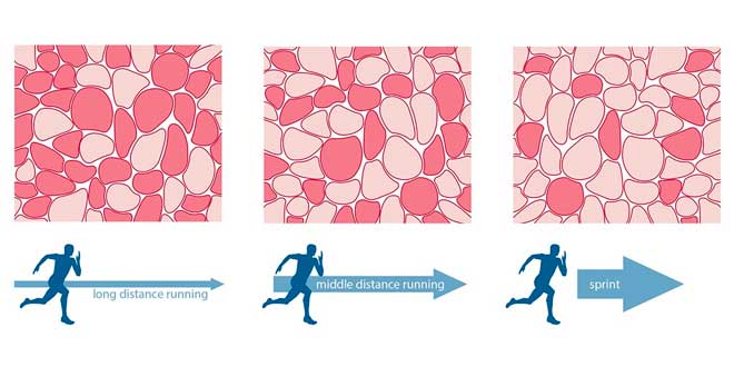 FISIOLOGÍA DEL MÚSCULO ESQUELÉTICO (3ª PARTE): LOS TIPOS DE FIBRAS&nbsp;MUSCULARES