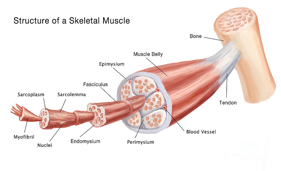 PHYSIOLOGY OF SKELETAL MUSCLE (PART 1): THE STRUCTURE OF SKELETAL&nbsp;MUSCLE