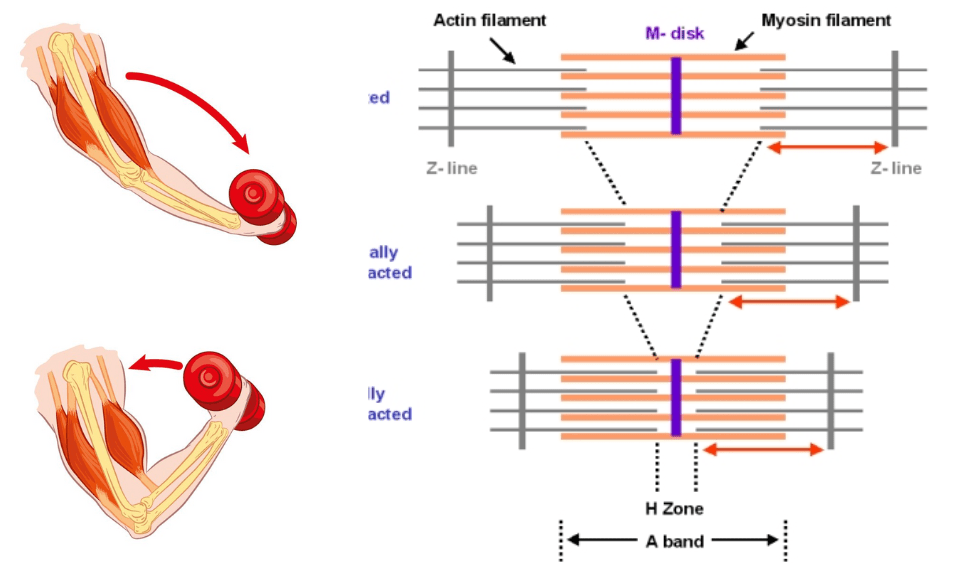 PHYSIOLOGY OF SKELETAL MUSCLE (PART 2): MUSCLE&nbsp;CONTRACTION
